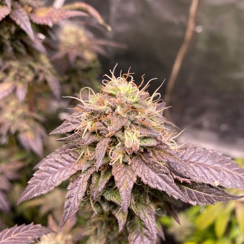 Ice cream cake growlog timeline photo
