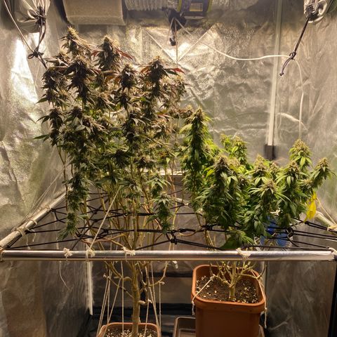 Ice cream cake growlog timeline photo