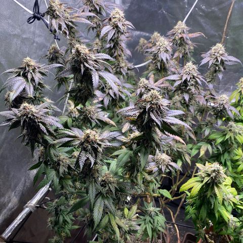 Ice cream cake growlog timeline photo