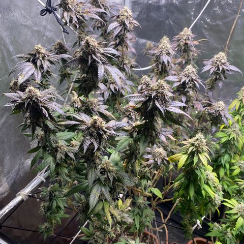 Ice cream cake growlog photo: Maturação 