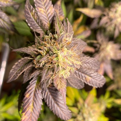 Ice cream cake growlog photo: Maturação 