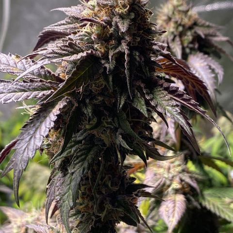 Ice cream cake growlog photo: Maturação 