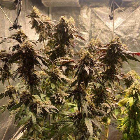 Ice cream cake growlog photo: Maturação 
