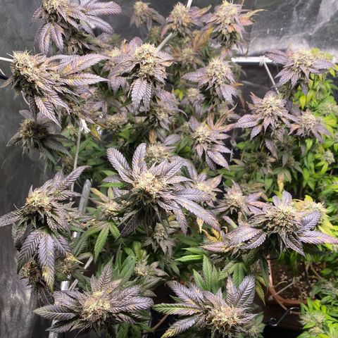 Ice cream cake growlog photo: Maturação 