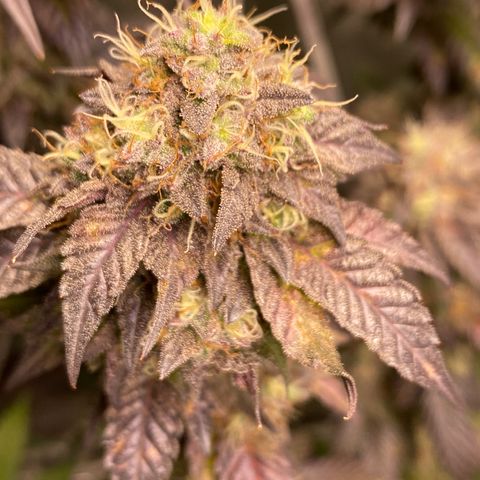 Ice cream cake growlog photo: Maturação 