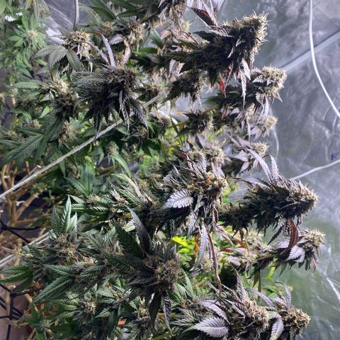 Ice cream cake growlog photo: Maturação 