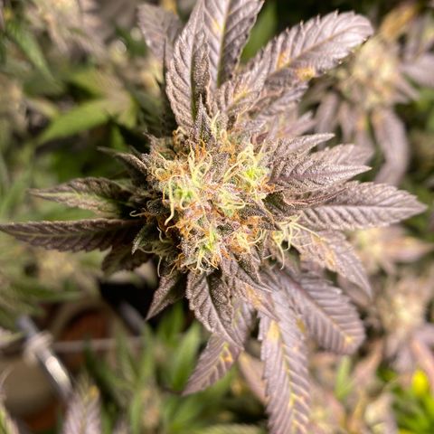 Ice cream cake growlog photo: Maturação 