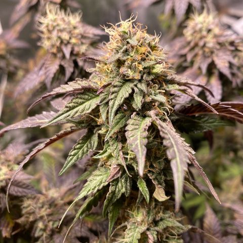 Ice cream cake growlog photo: Maturação 