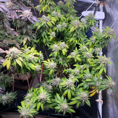 Banana clone  growlog timeline photo