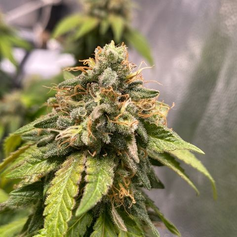 Banana clone  growlog timeline photo