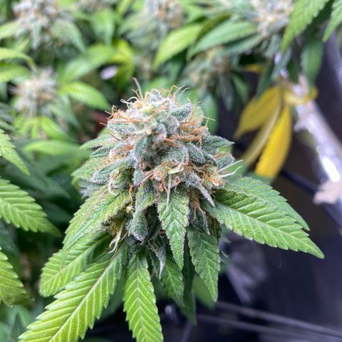 Banana clone  growlog timeline photo