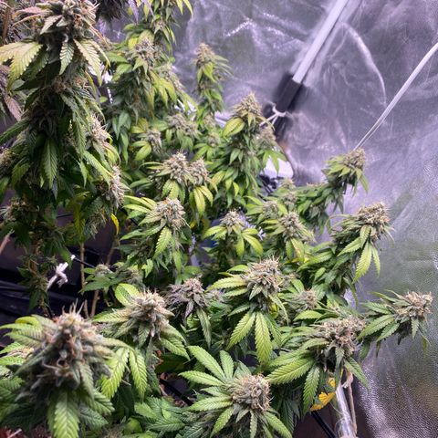 Banana clone  growlog timeline photo