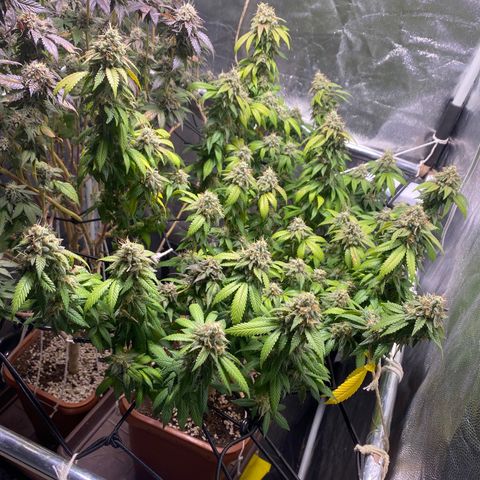 Banana clone  growlog timeline photo