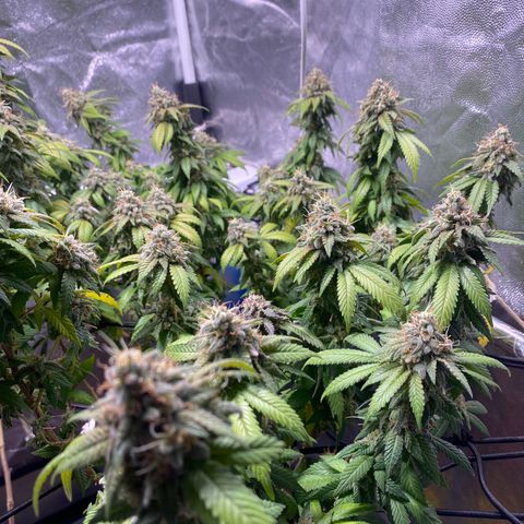 Banana clone  growlog timeline photo