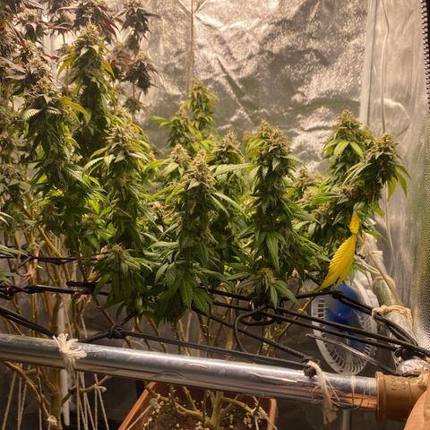 Banana clone  growlog timeline photo