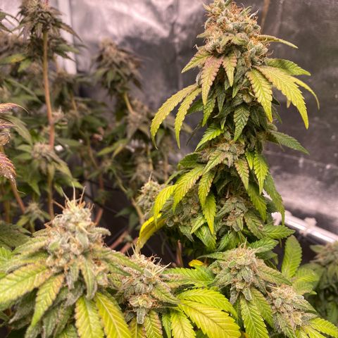 Banana clone  growlog timeline photo