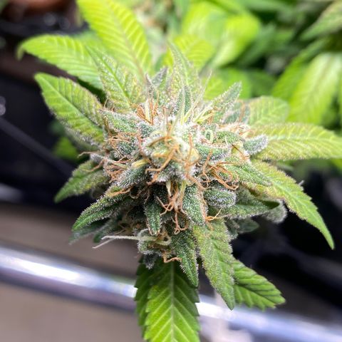 Banana clone  growlog timeline photo