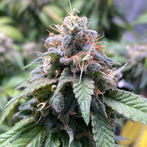 Banana clone  growlog timeline photo