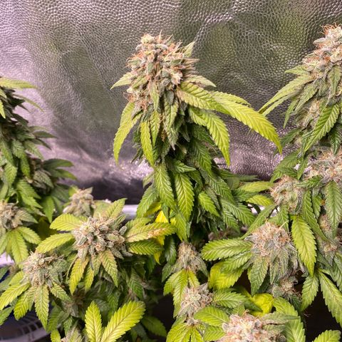 Banana clone  growlog timeline photo