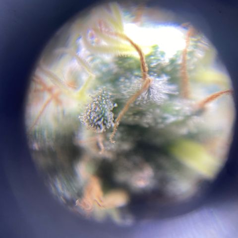 Banana clone  growlog timeline photo