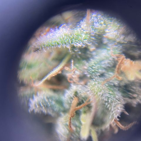 Banana clone  growlog timeline photo