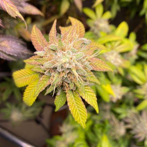 Banana clone  growlog timeline photo