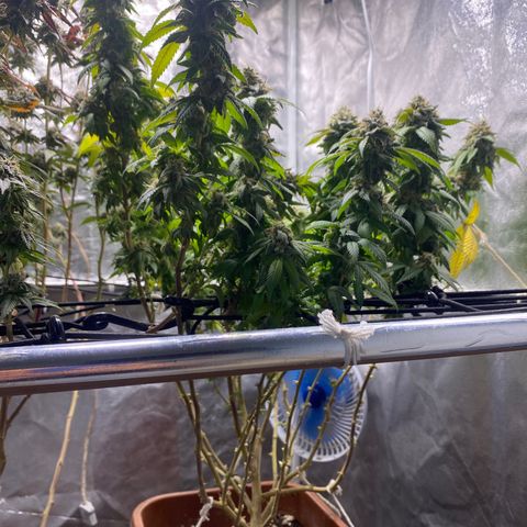 Banana clone  growlog timeline photo