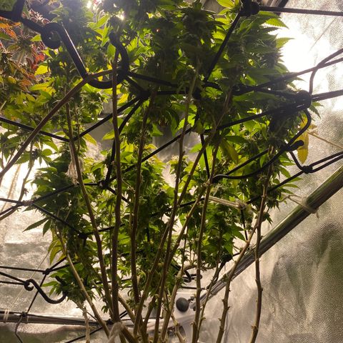 Banana clone  growlog timeline photo