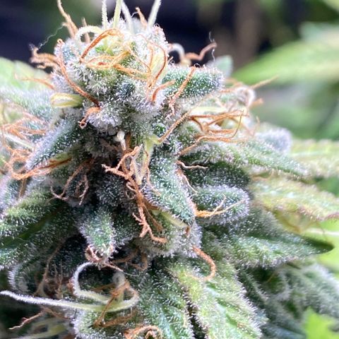 Banana clone  growlog timeline photo