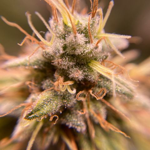 Banana clone  growlog timeline photo