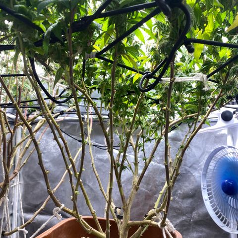 Banana clone  growlog timeline photo