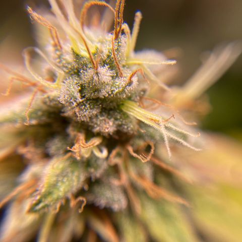Banana clone  growlog timeline photo