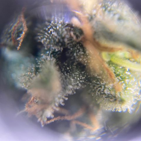 Banana clone  growlog timeline photo