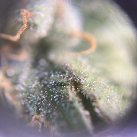 Banana clone  growlog timeline photo