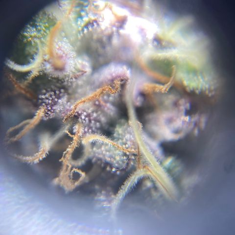 Ice cream cake growlog timeline photo