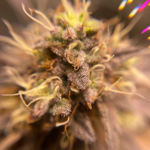 Ice cream cake growlog timeline photo