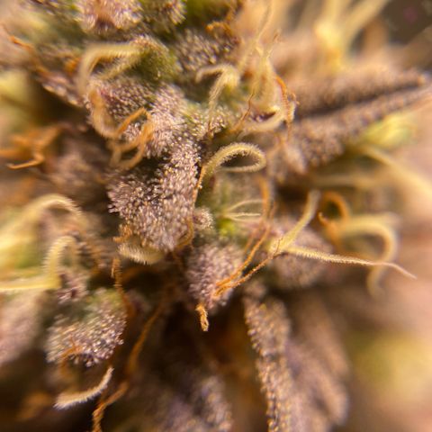 Ice cream cake growlog timeline photo