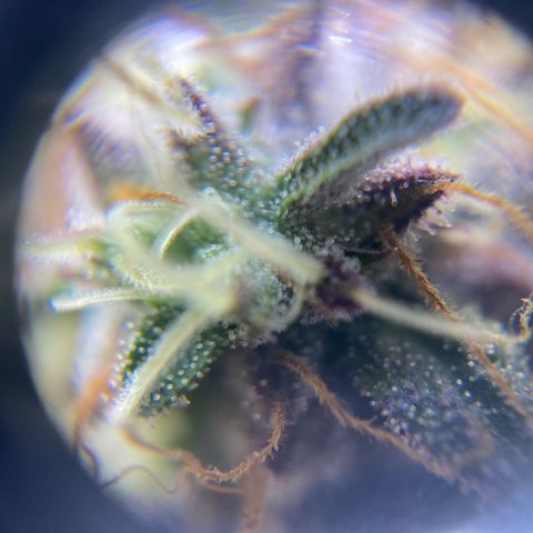 Ice cream cake growlog timeline photo