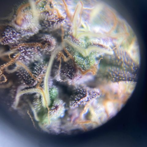 Ice cream cake growlog timeline photo
