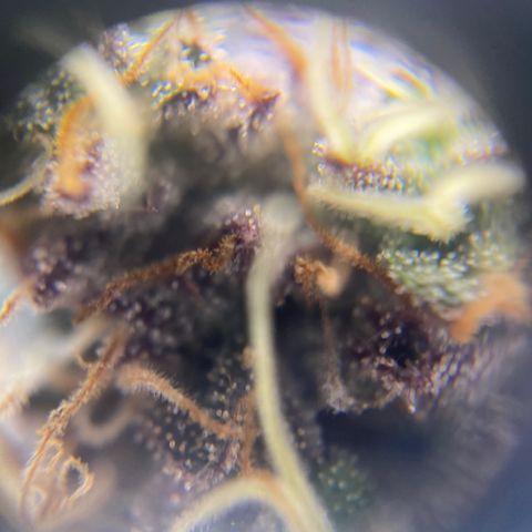 Ice cream cake growlog timeline photo