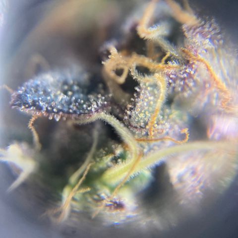 Ice cream cake growlog timeline photo