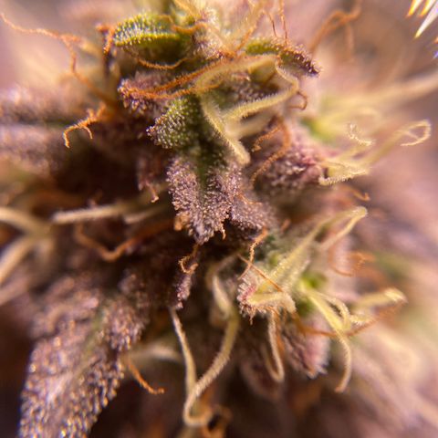 Ice cream cake growlog timeline photo
