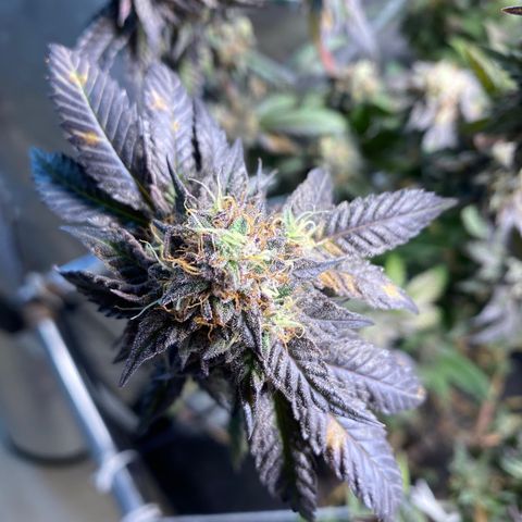 Ice cream cake growlog timeline photo