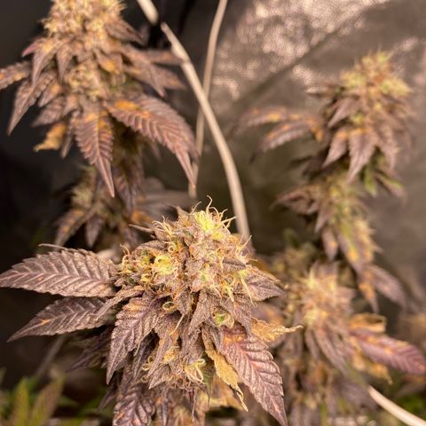 Ice cream cake growlog timeline photo
