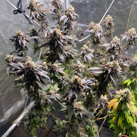Ice cream cake growlog timeline photo
