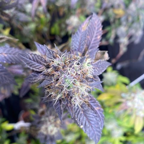 Ice cream cake growlog timeline photo