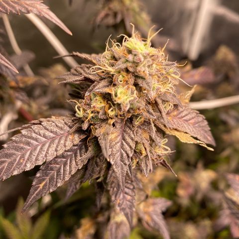 Ice cream cake growlog timeline photo