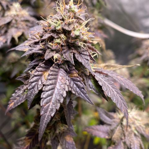 Ice cream cake growlog timeline photo