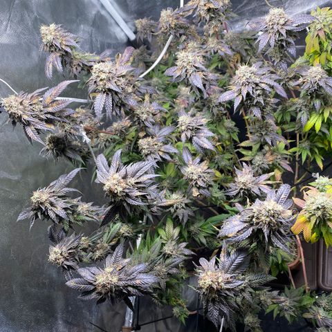 Ice cream cake growlog timeline photo