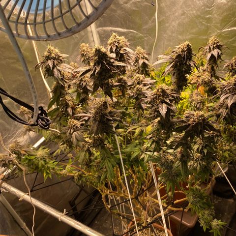 Ice cream cake growlog timeline photo